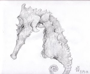 seahorse