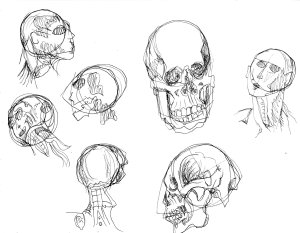 skullstudy