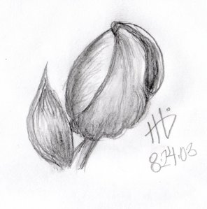 tulip