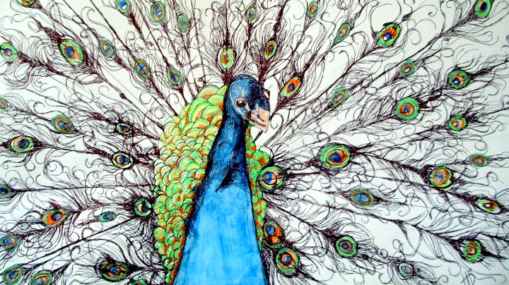 peacock